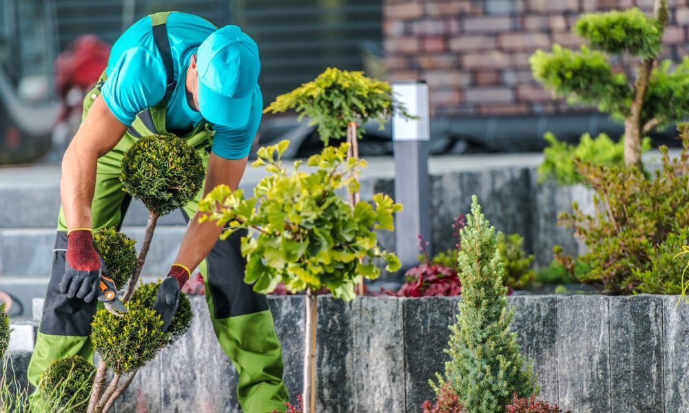 Garden Maintenance by Professional Gardener Residential Garden Maintenance by Professional Gardener. Men in His 40s and Seasonal Trimming Trees and Plants.